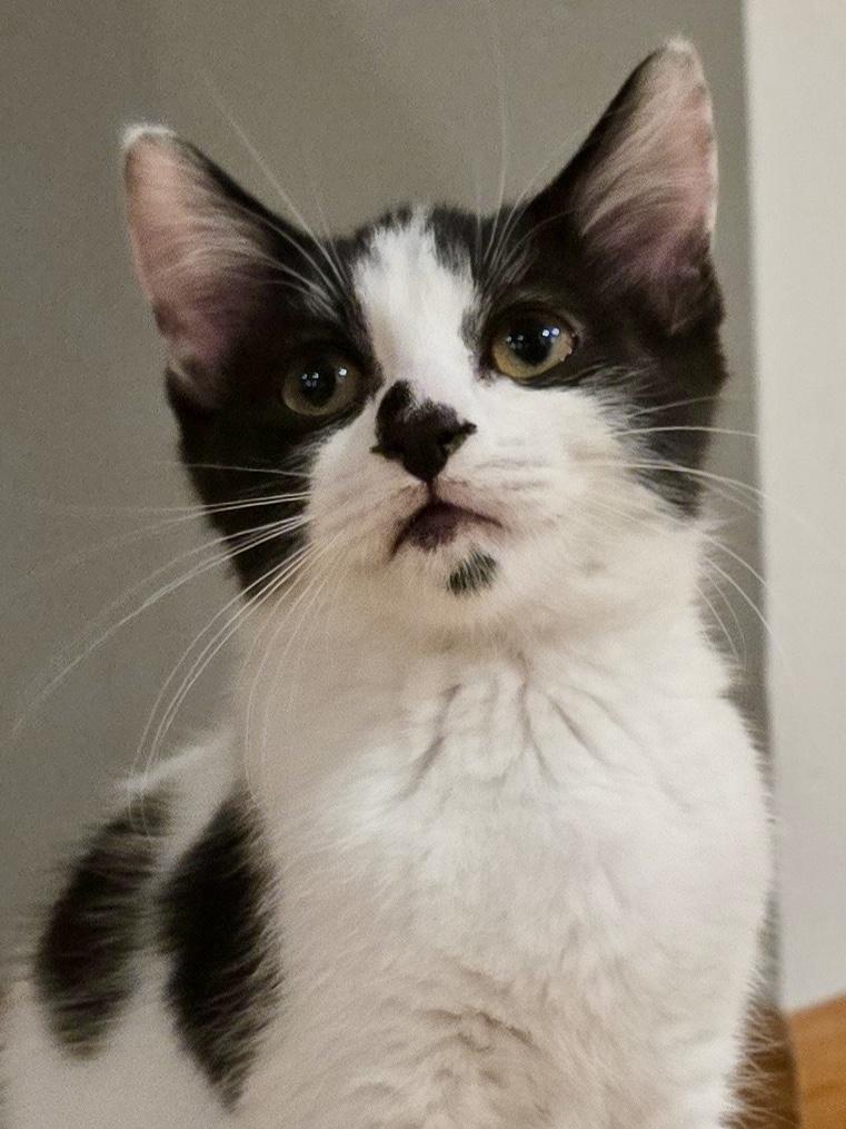 Charmy, Adoptable, Kitten Female Domestic Short Hair.