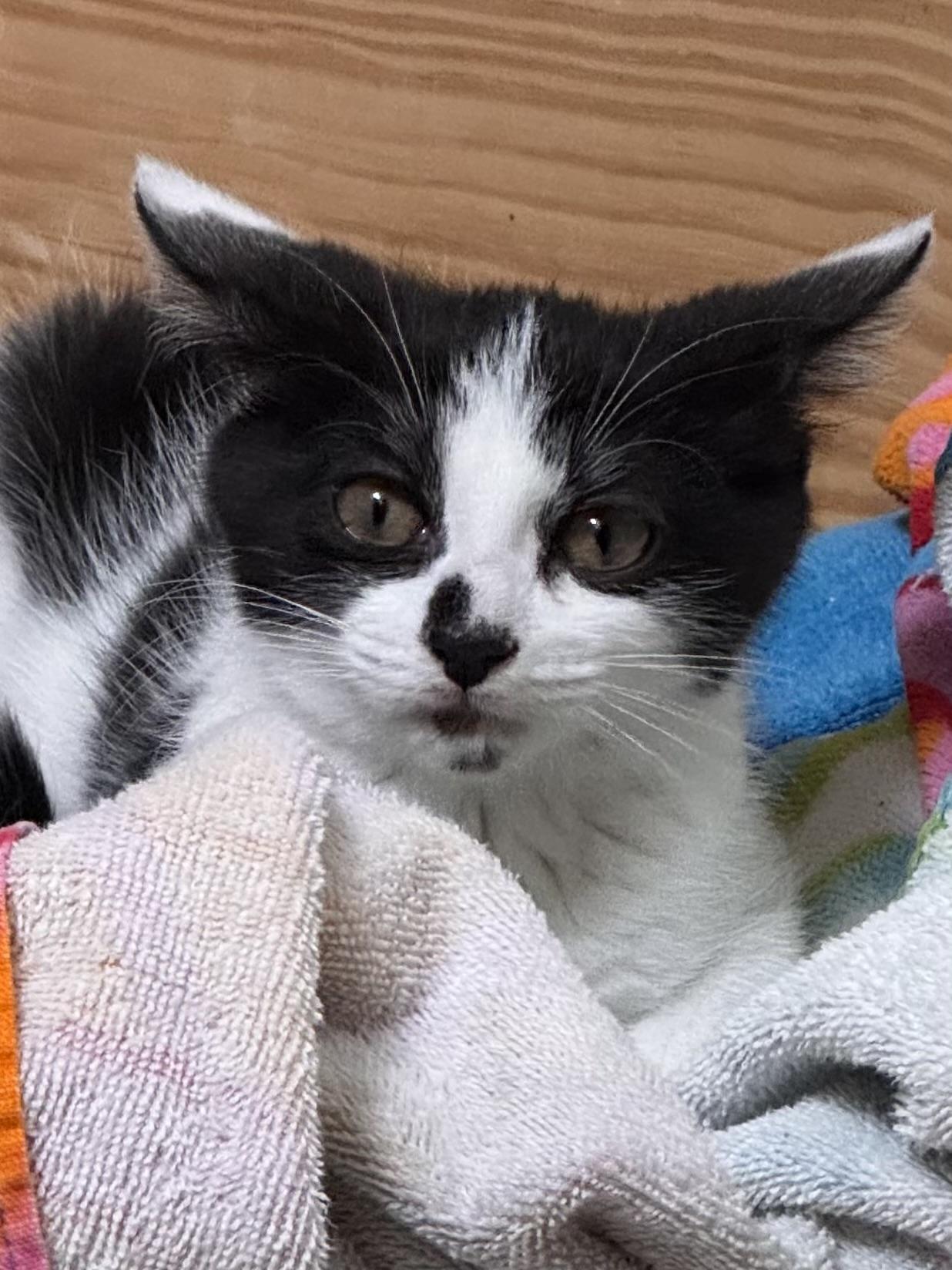 Charmy, a Adoptable Domestic Short Hair in Belvidere, IL image 2/5