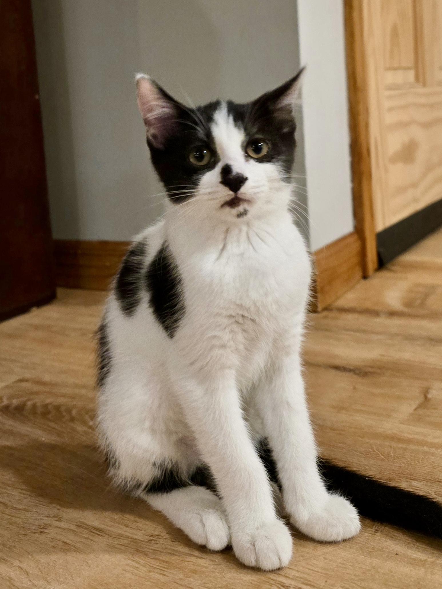 Charmy, a Adoptable Domestic Short Hair in Belvidere, IL image 5/5