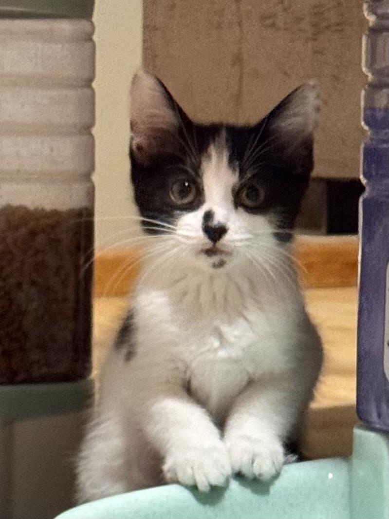 Charmy, a Adoptable Domestic Short Hair in Belvidere, IL image 3/5