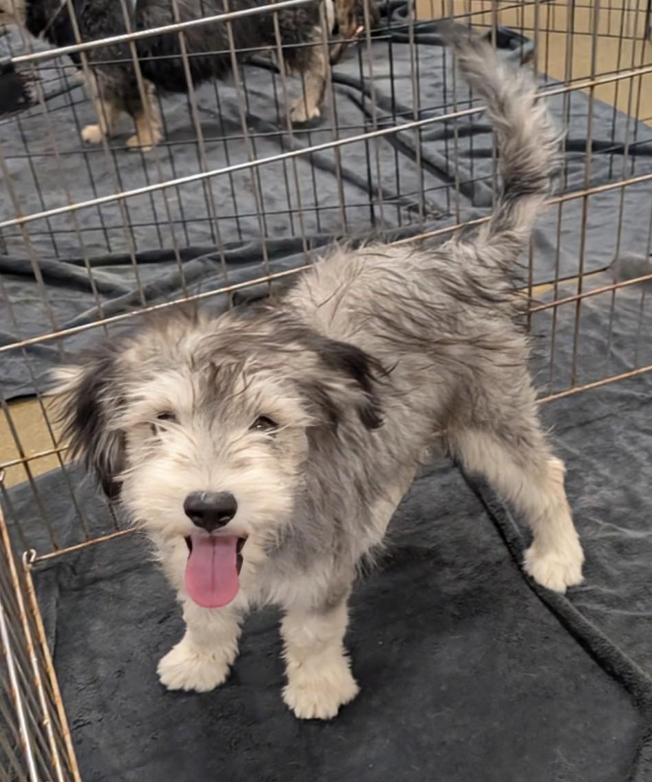 Tovi, an adopted mixed breed in Saint David, AZ image 4/5
