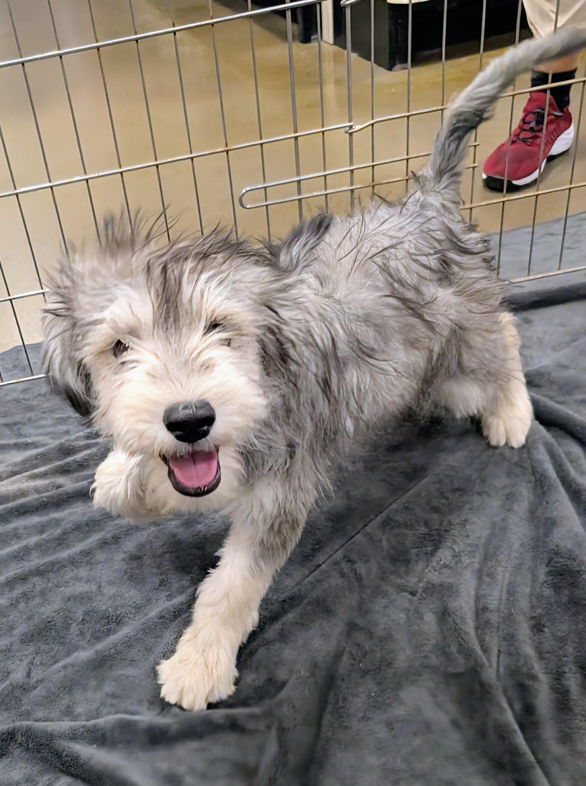 Tovi, an adopted mixed breed in Saint David, AZ image 2/5
