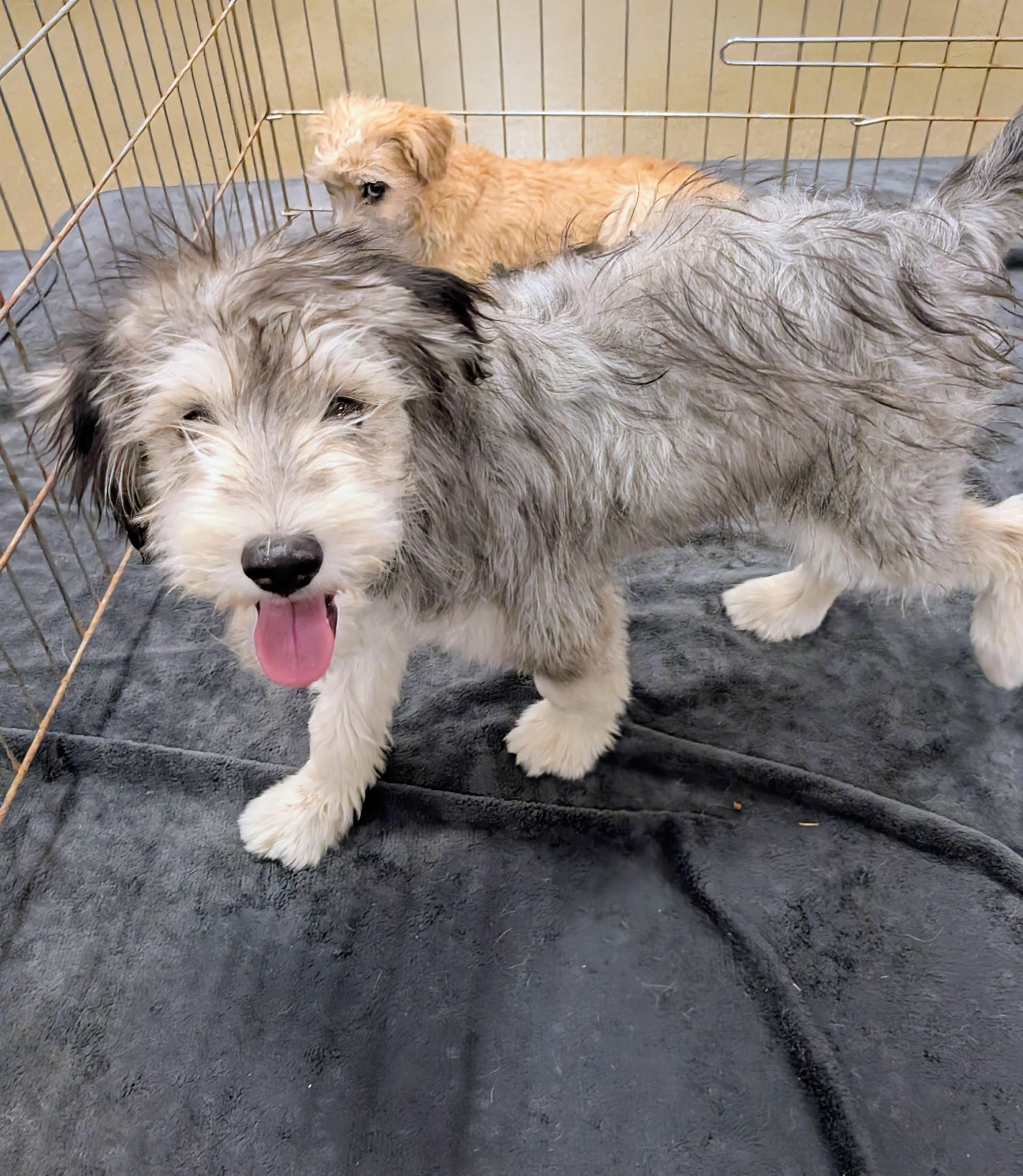 Tovi, an adopted mixed breed in Saint David, AZ image 5/5