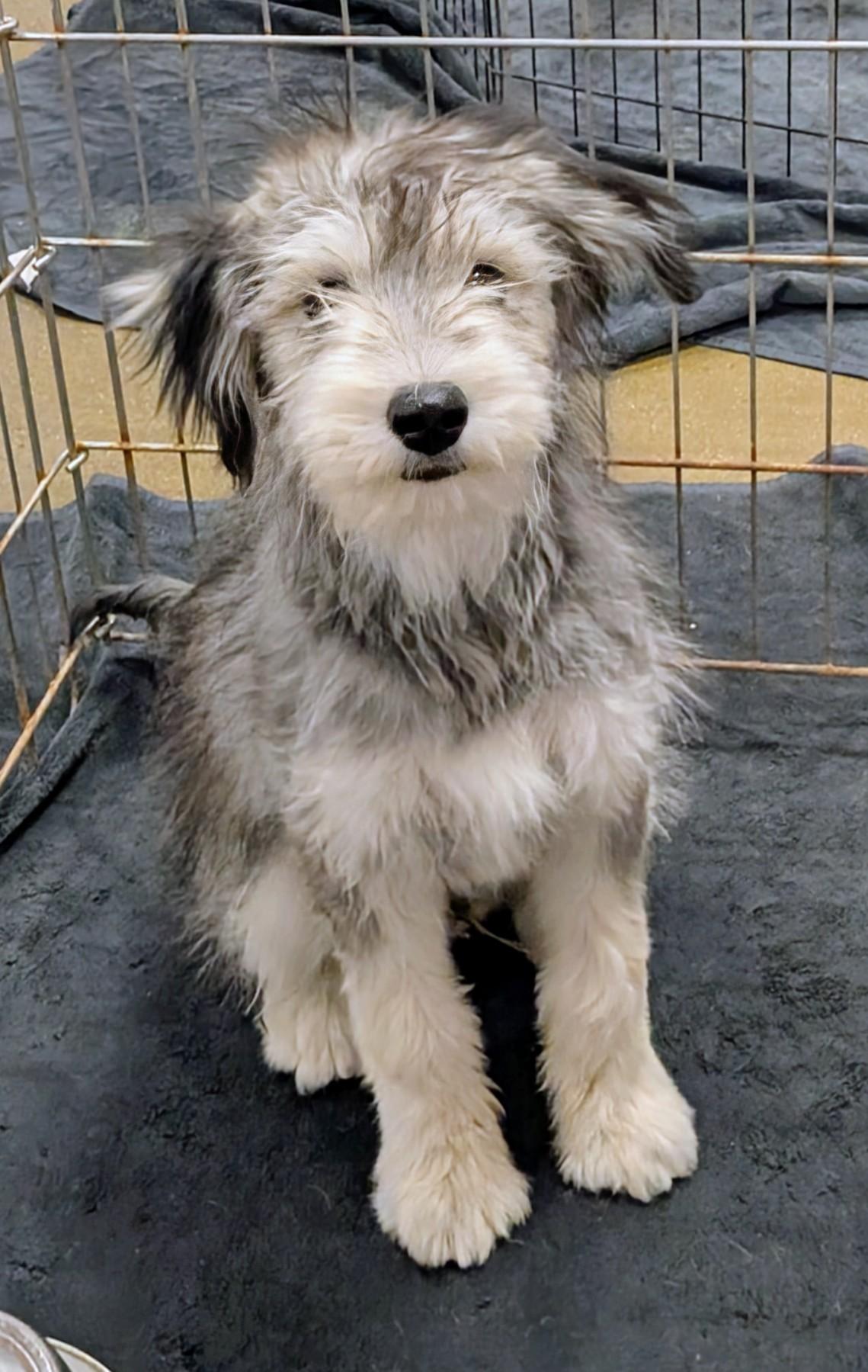 Tovi, an adopted mixed breed in Saint David, AZ image 1/5