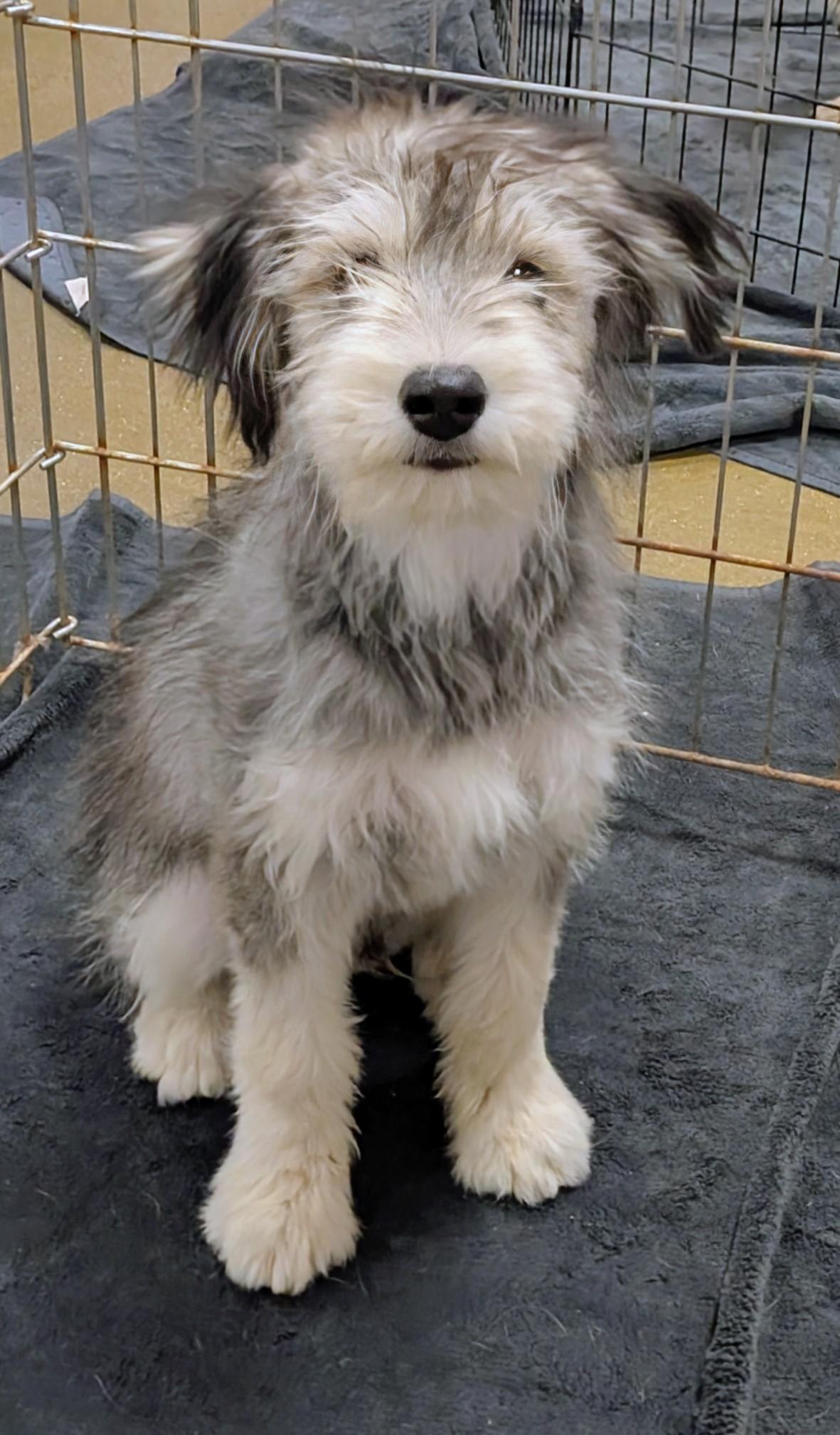 Tovi, an adopted mixed breed in Saint David, AZ image 3/5
