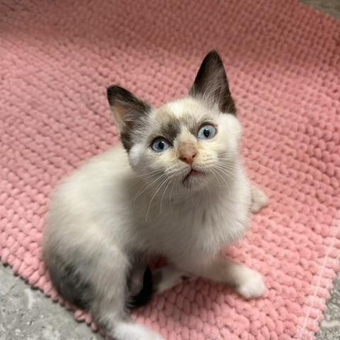 Fancy Nancy, a Adoptable mixed breed in Seymour, TN image 2/6