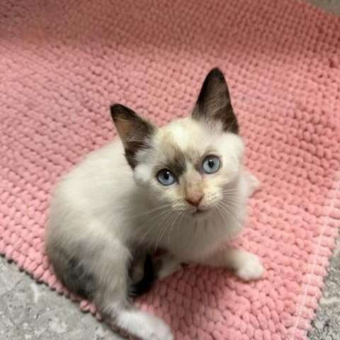 Fancy Nancy, a Adoptable mixed breed in Seymour, TN image 3/6