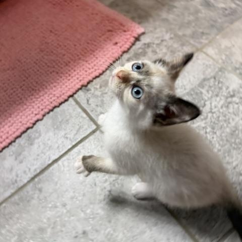 Fancy Nancy, a Adoptable mixed breed in Seymour, TN image 4/6