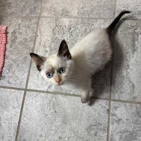 Fancy Nancy, a Adoptable mixed breed in Seymour, TN image 6/6