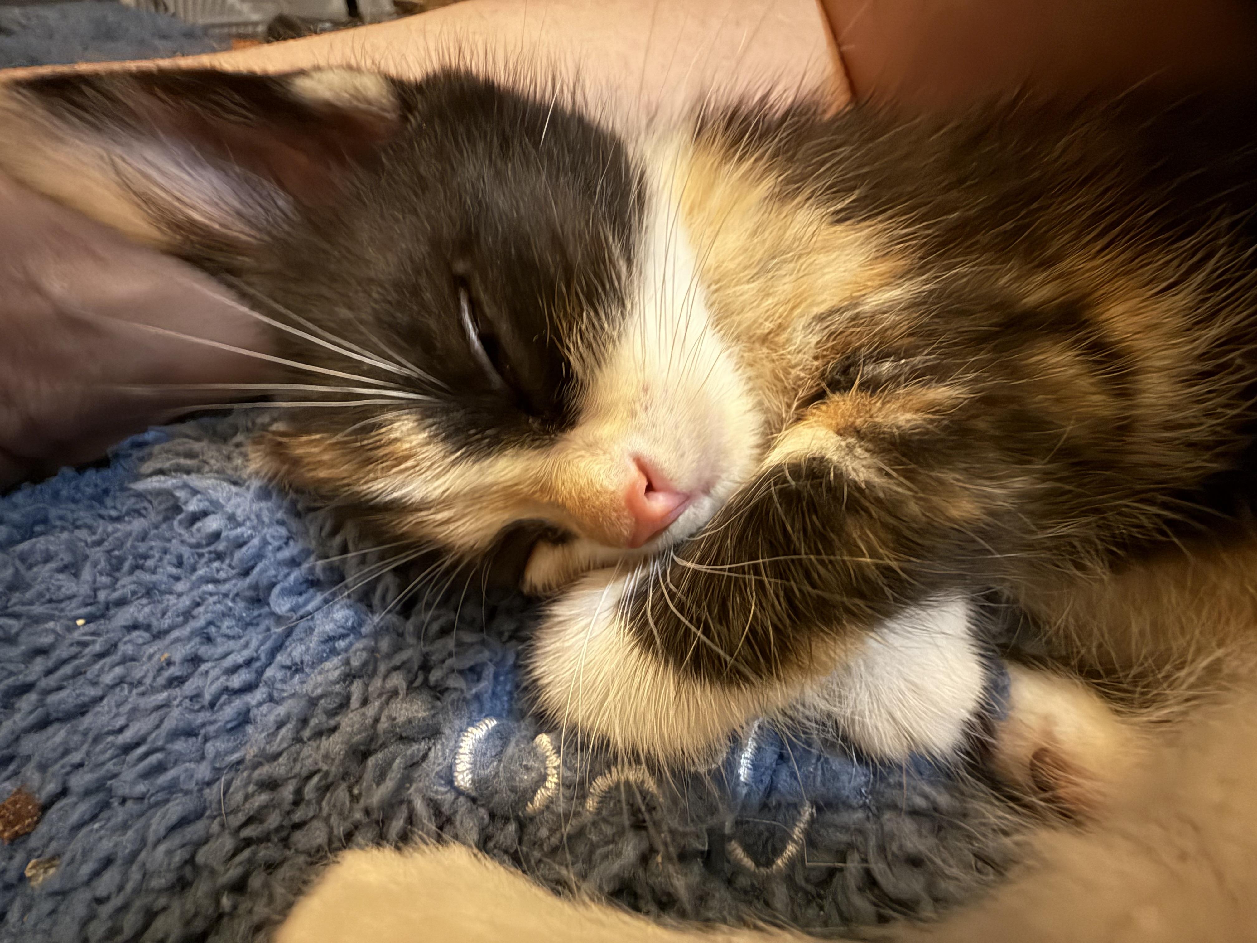 Enlarge Snickers, a Adoptable American Shorthair in Port Washington, WI image 2/4