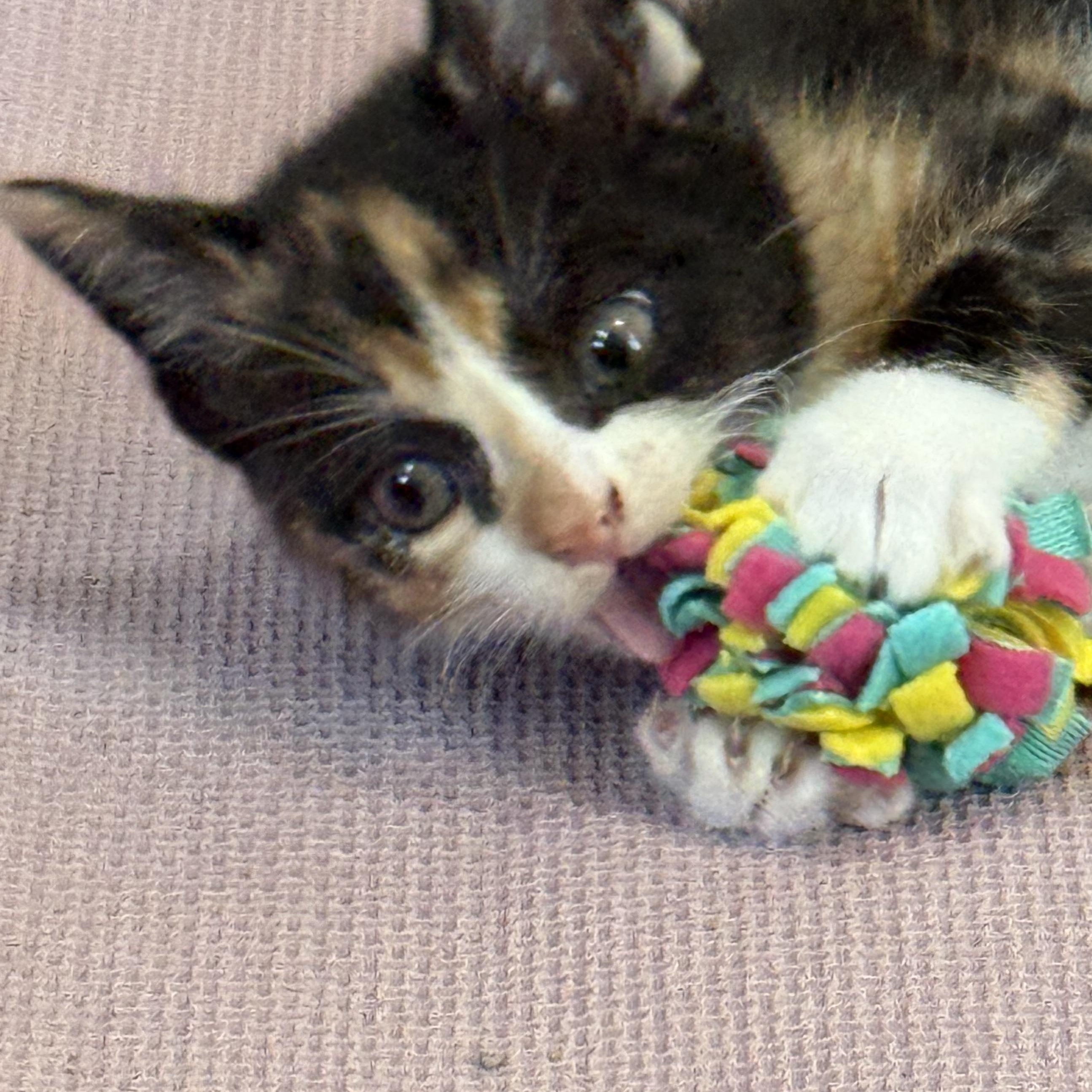 Enlarge Snickers, a Adoptable American Shorthair in Port Washington, WI image 3/4