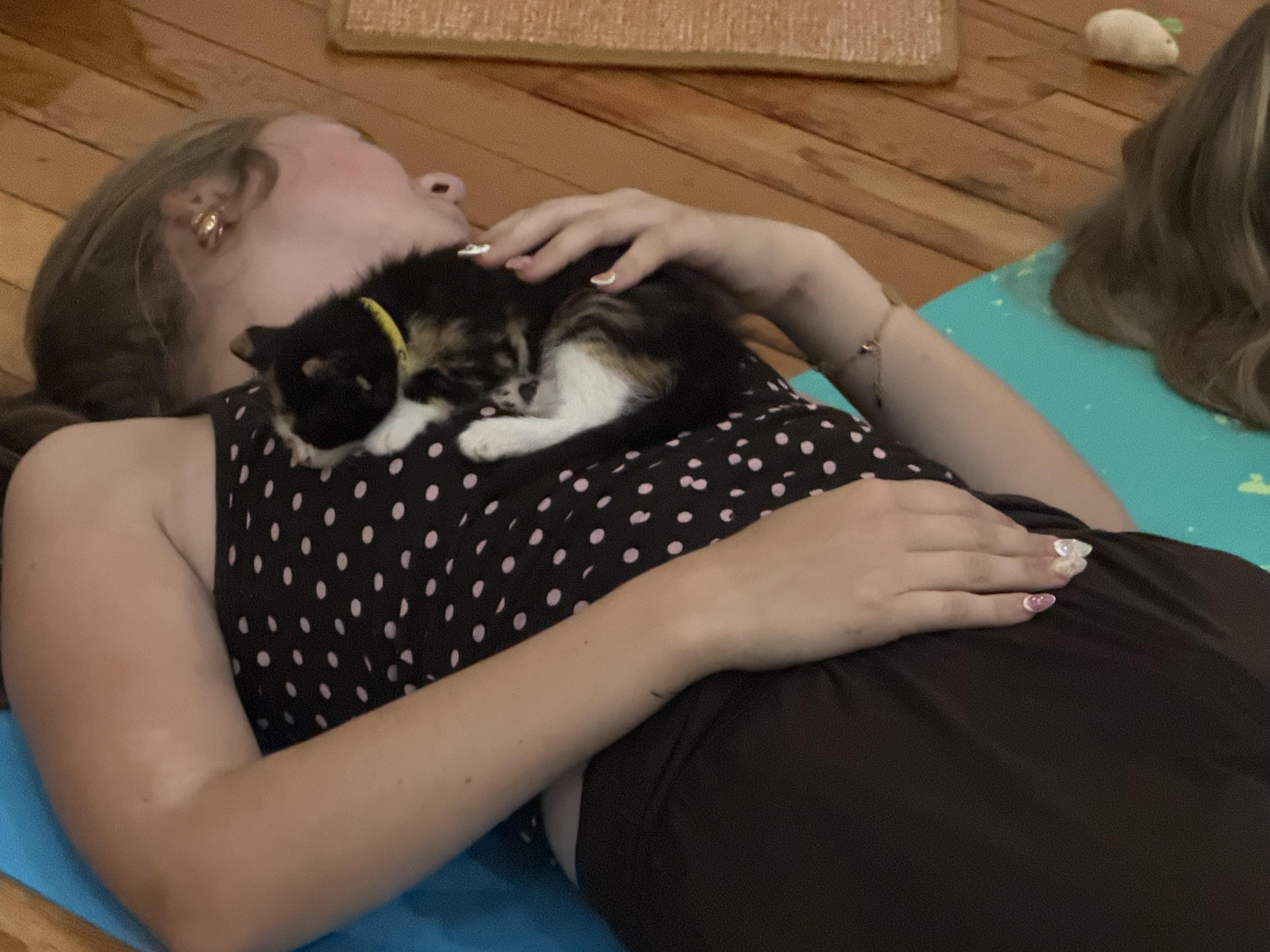 Enlarge Snickers, a Adoptable American Shorthair in Port Washington, WI image 4/4