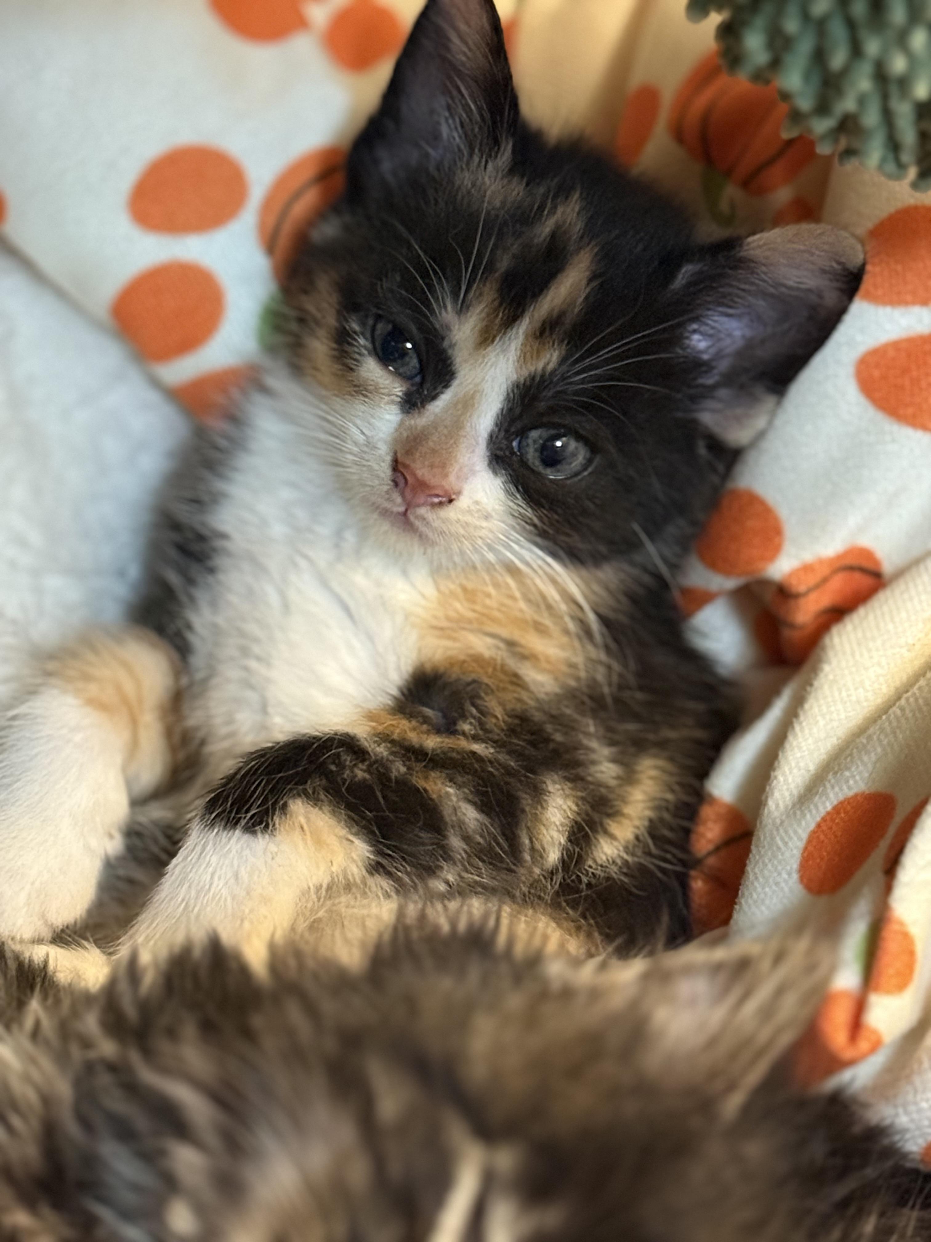 Enlarge Snickers, a Adoptable American Shorthair in Port Washington, WI image 1/4