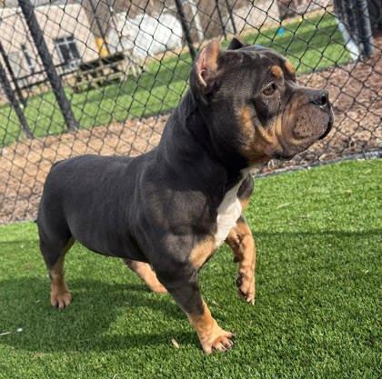 Mrs. Potts thumbnail 3