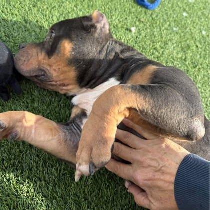 Mrs. Potts thumbnail 4