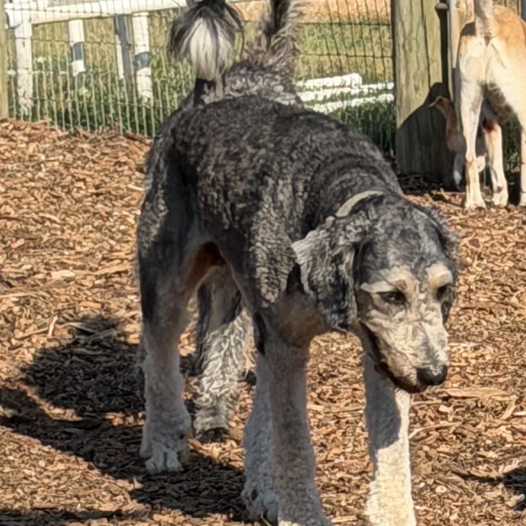 Enlarge Laszlo, a Adoptable mixed breed in Peachtree City, GA image 2/3