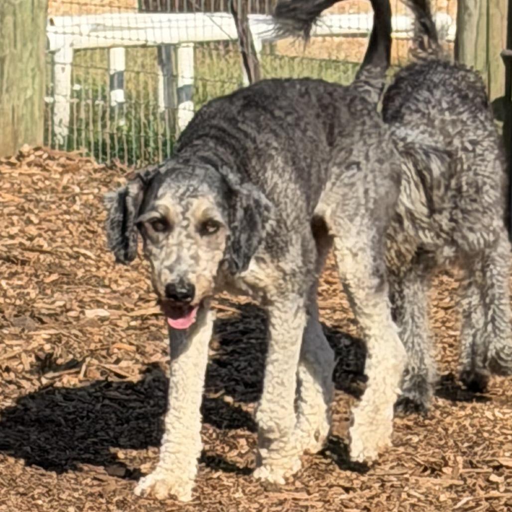 Enlarge Laszlo, a Adoptable mixed breed in Peachtree City, GA image 3/3
