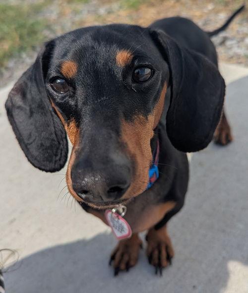 Beans (Bonded with Hank) in TN