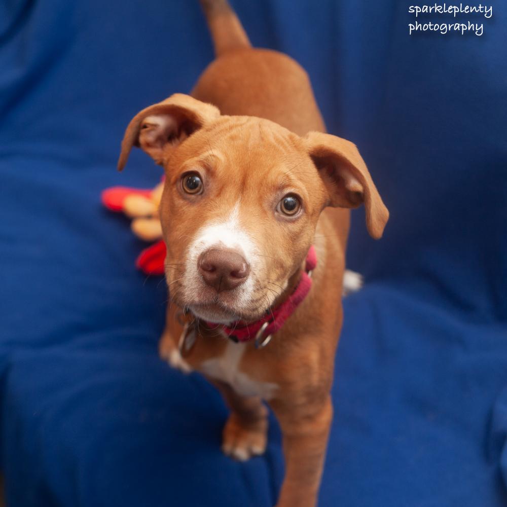 Enlarge Dean, an adopted Mixed Breed in Ridgefield, CT image 3/3