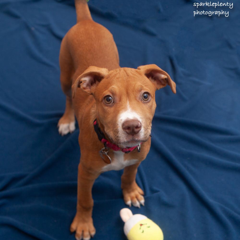 Dean, adopted, Puppy Male Mixed Breed.