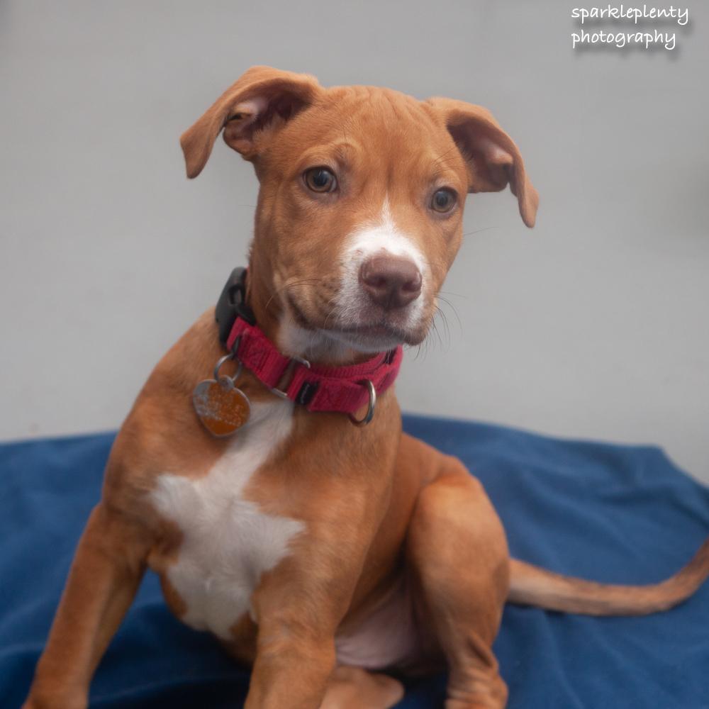 Enlarge Dean, an adopted Mixed Breed in Ridgefield, CT image 2/3
