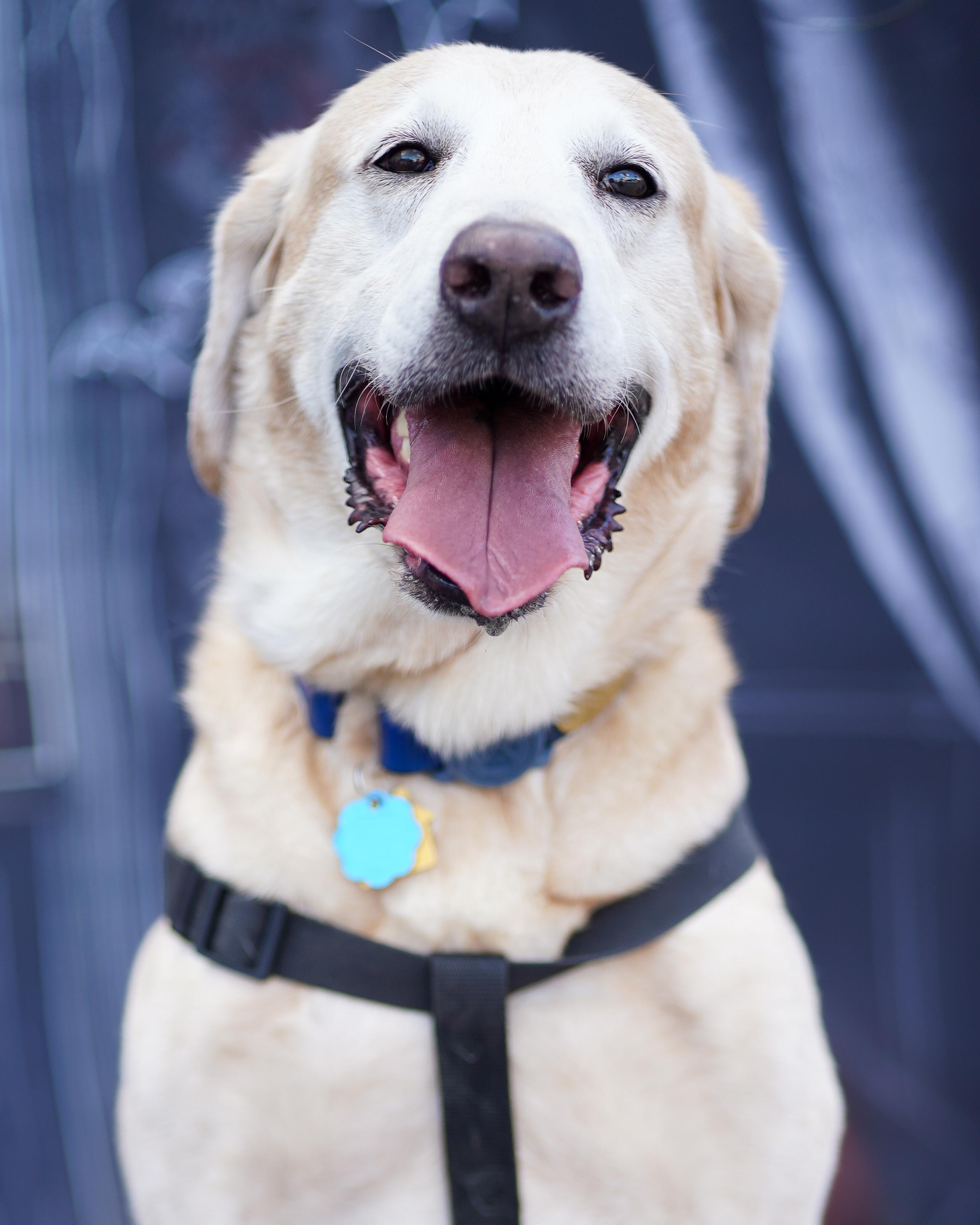 Cooper, adopted, Senior Male Labrador Retriever.