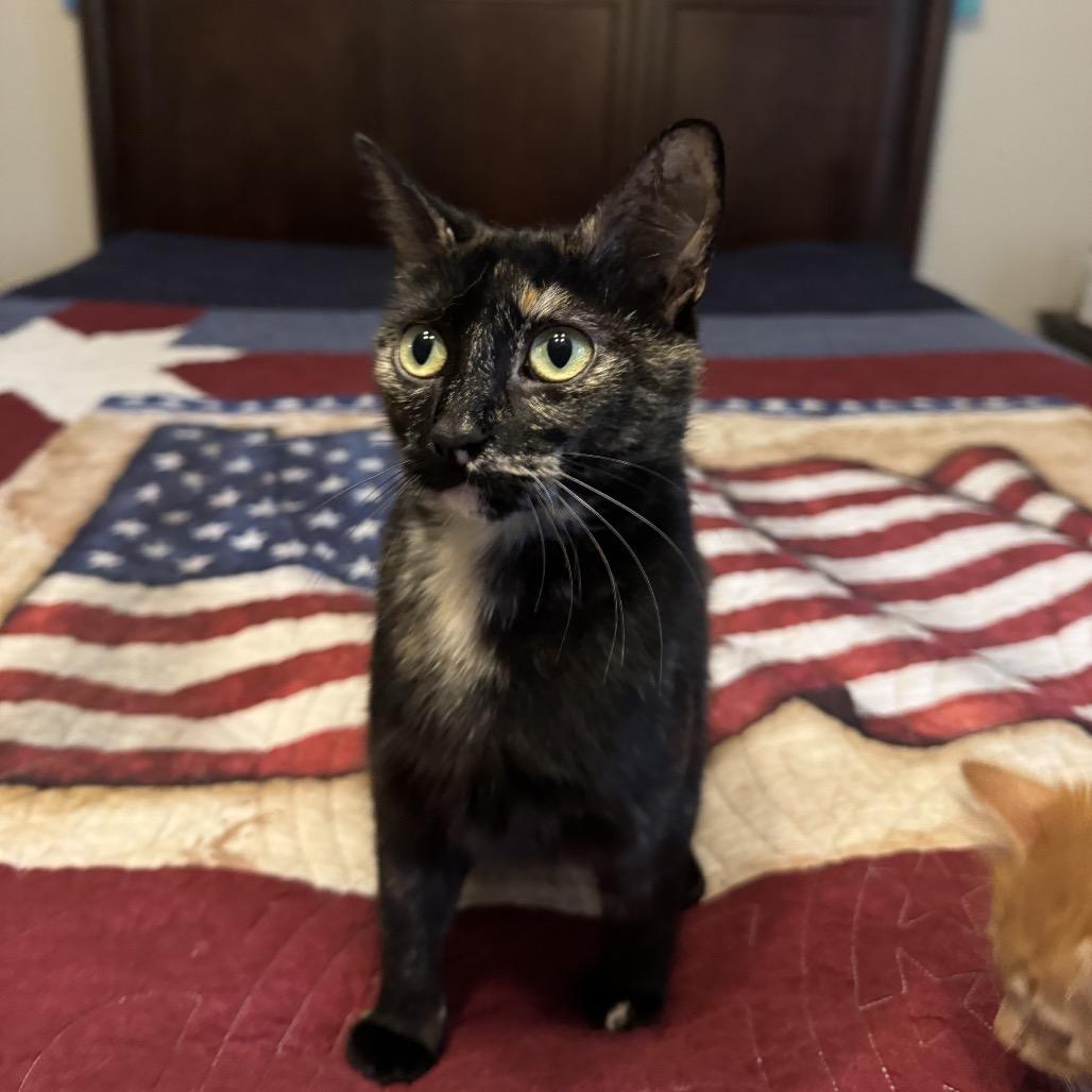 Enlarge Queenie, a Adoptable Domestic Short Hair in Atlanta, GA image 1/6