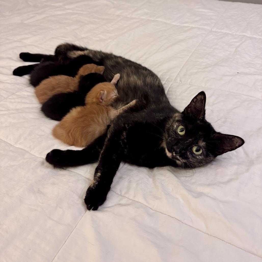 Enlarge Queenie, a Adoptable Domestic Short Hair in Atlanta, GA image 5/6