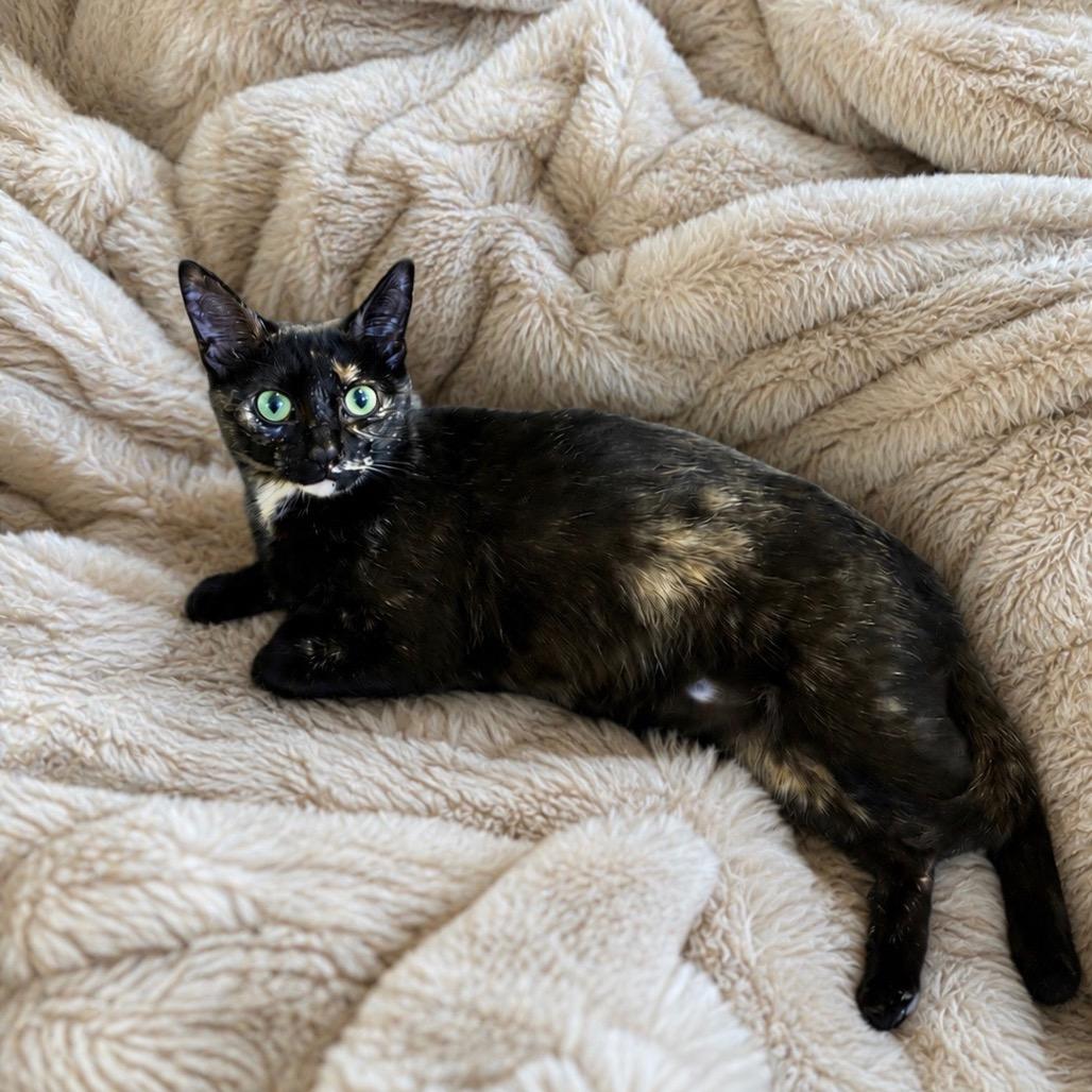 Enlarge Queenie, a Adoptable Domestic Short Hair in Atlanta, GA image 6/6