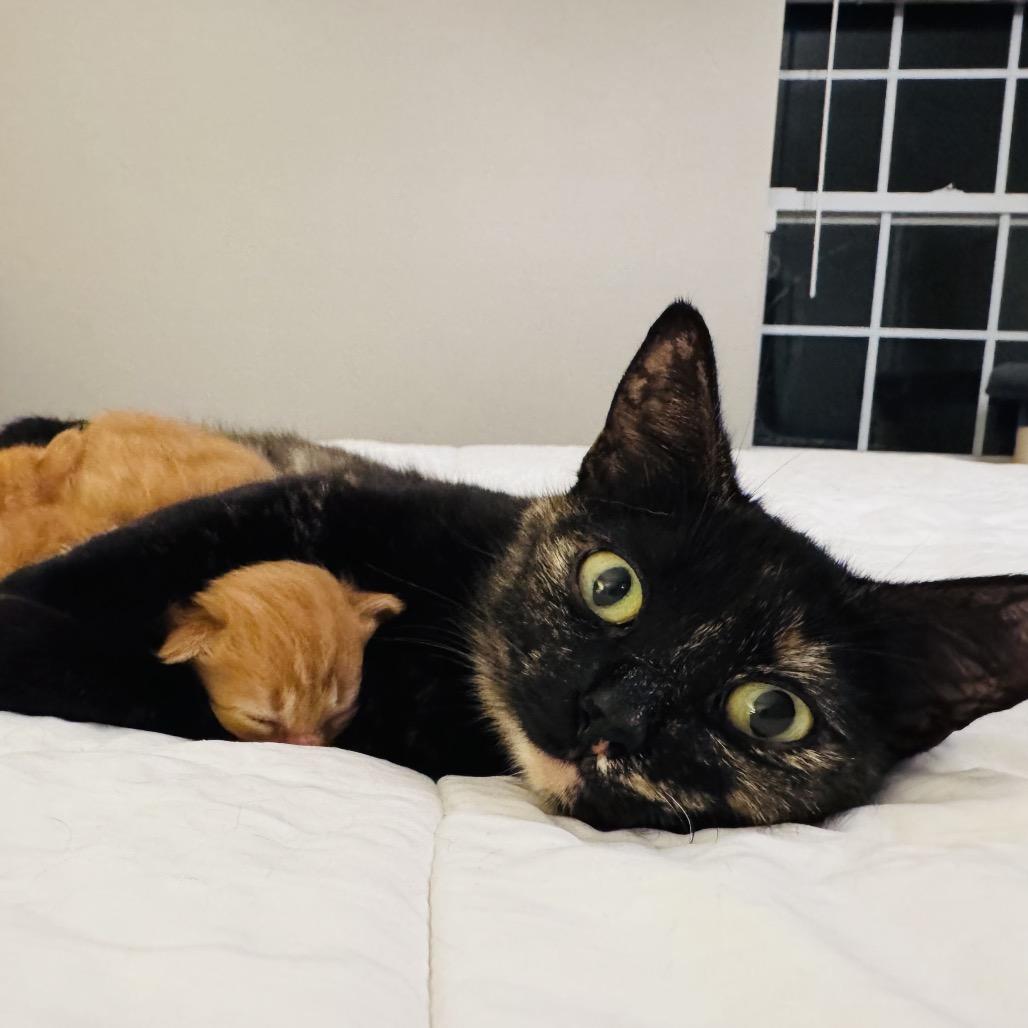 Enlarge Queenie, a Adoptable Domestic Short Hair in Atlanta, GA image 3/6