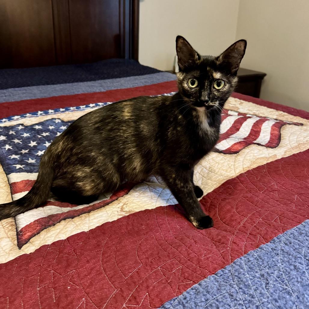 Enlarge Queenie, a Adoptable Domestic Short Hair in Atlanta, GA image 4/6