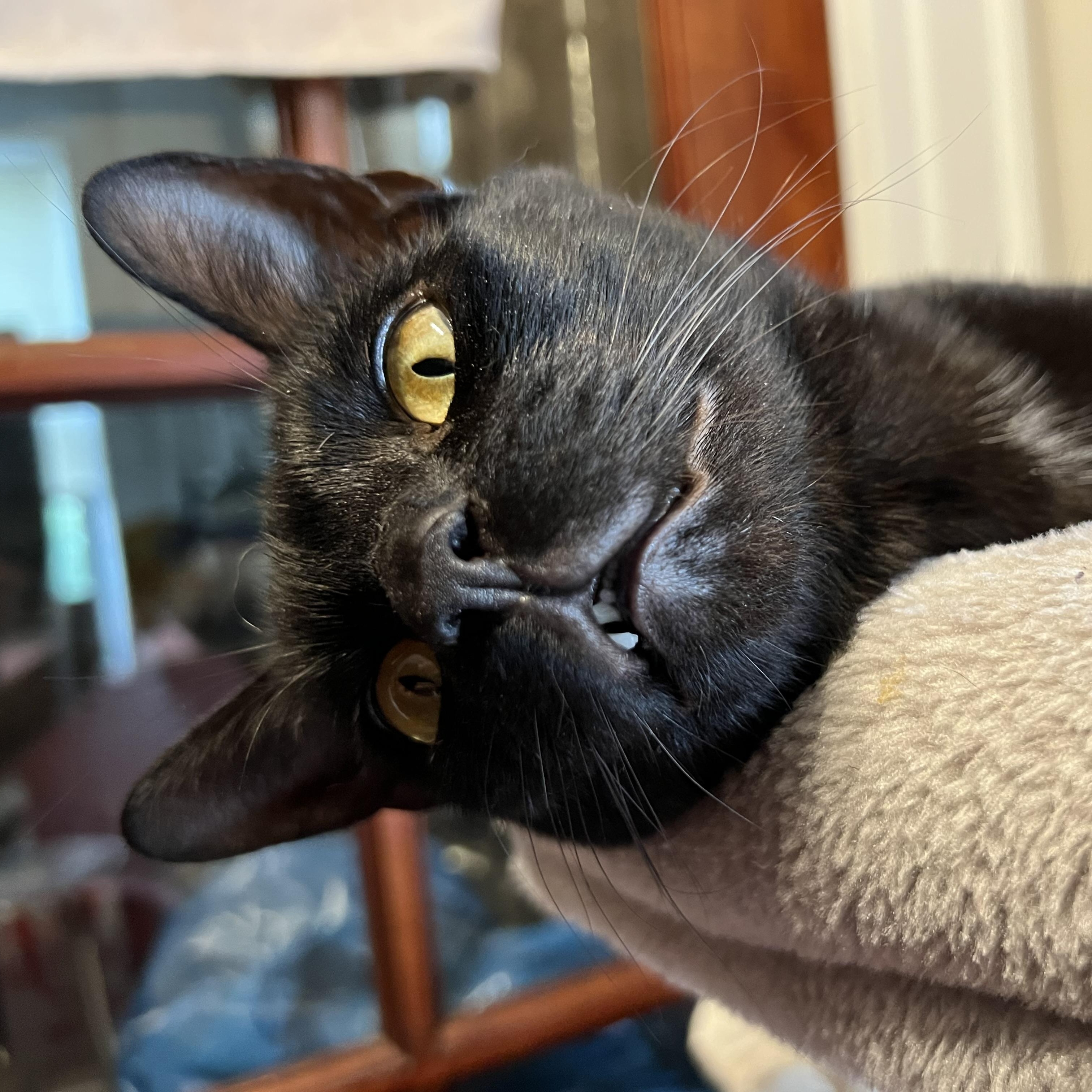 Java photo 5