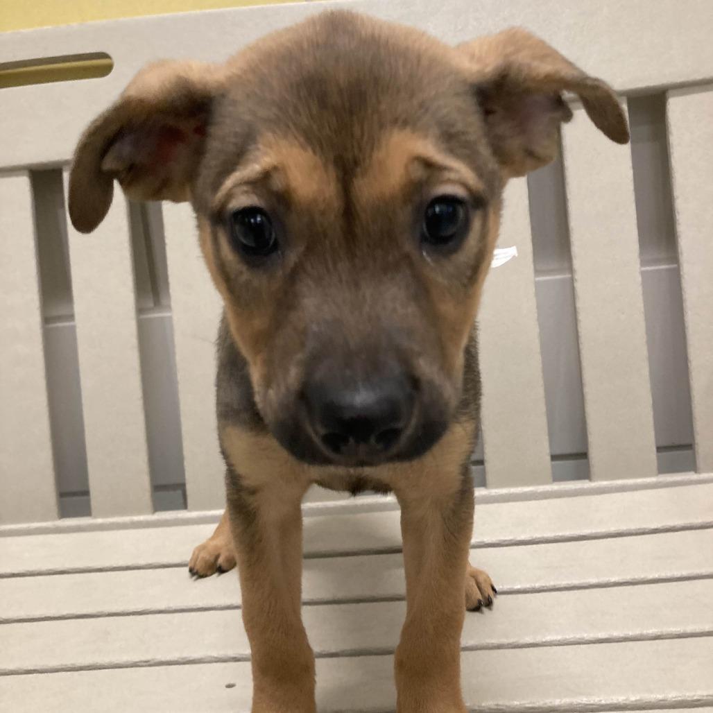 Sweet Potata, a Adoptable Mixed Breed in Beaumont, TX image 1/6