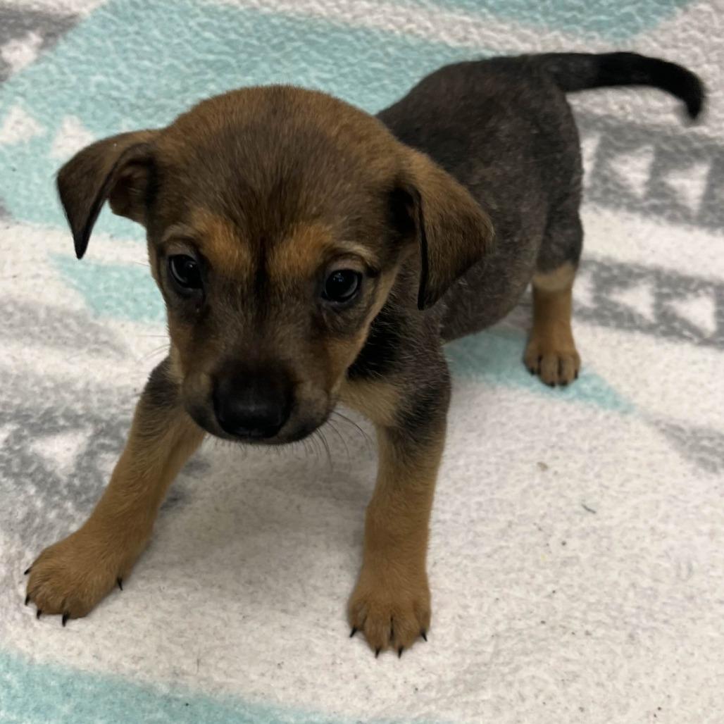 Sweet Potata, a Adoptable Mixed Breed in Beaumont, TX image 3/6