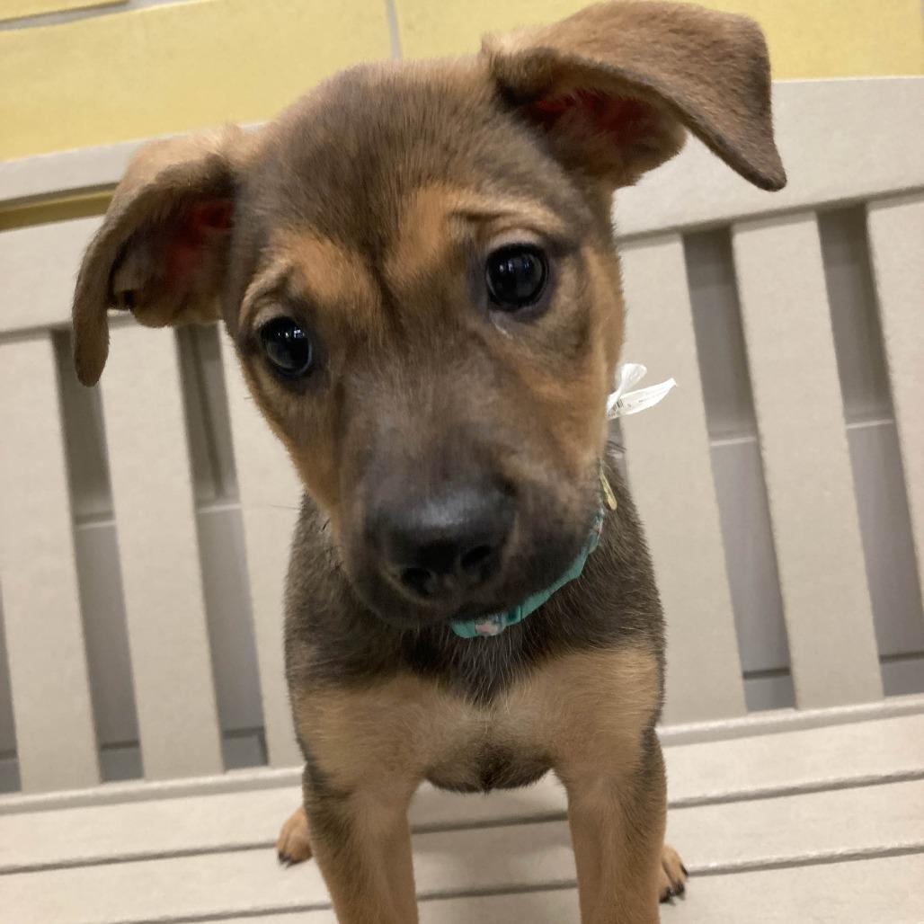 Sweet Potata, a Adoptable Mixed Breed in Beaumont, TX image 4/6