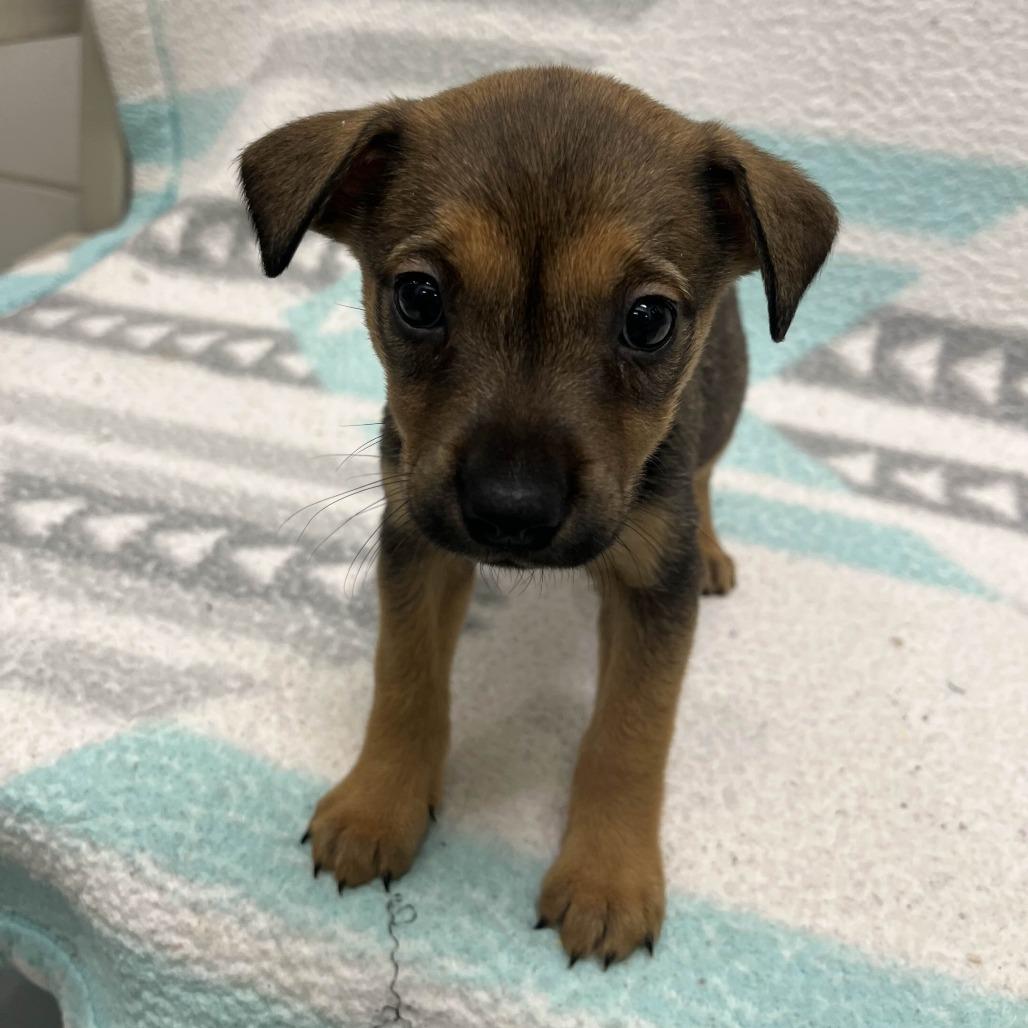 Sweet Potata, a Adoptable Mixed Breed in Beaumont, TX image 2/6