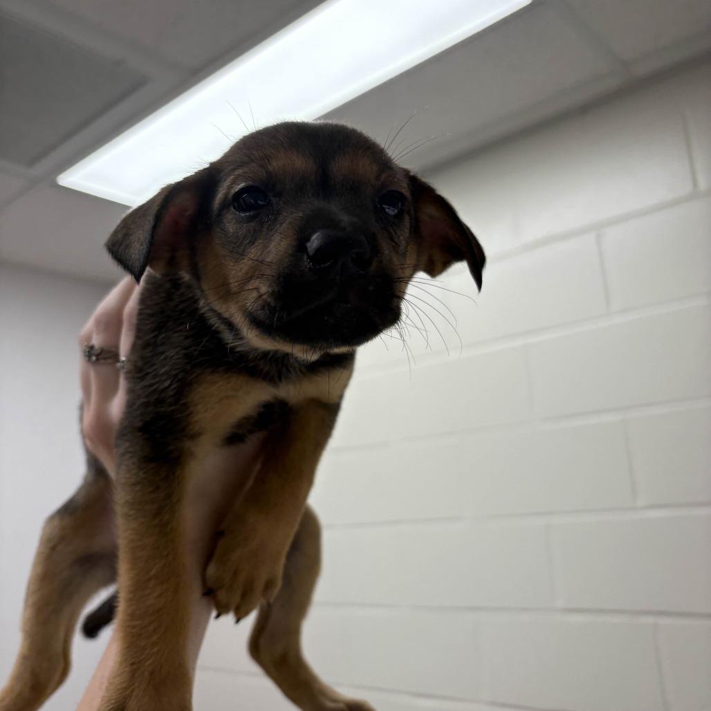 Sweet Potata, a Adoptable Mixed Breed in Beaumont, TX image 5/6