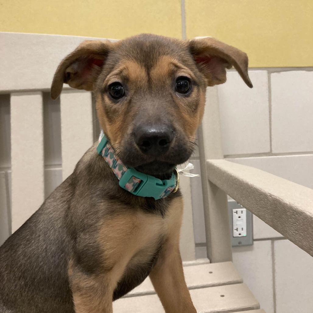 Sweet Potata, a Adoptable Mixed Breed in Beaumont, TX image 5/6