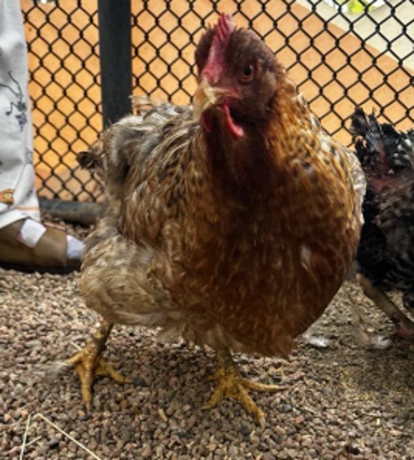 Mister, Adoptable, Adult Female Chicken.