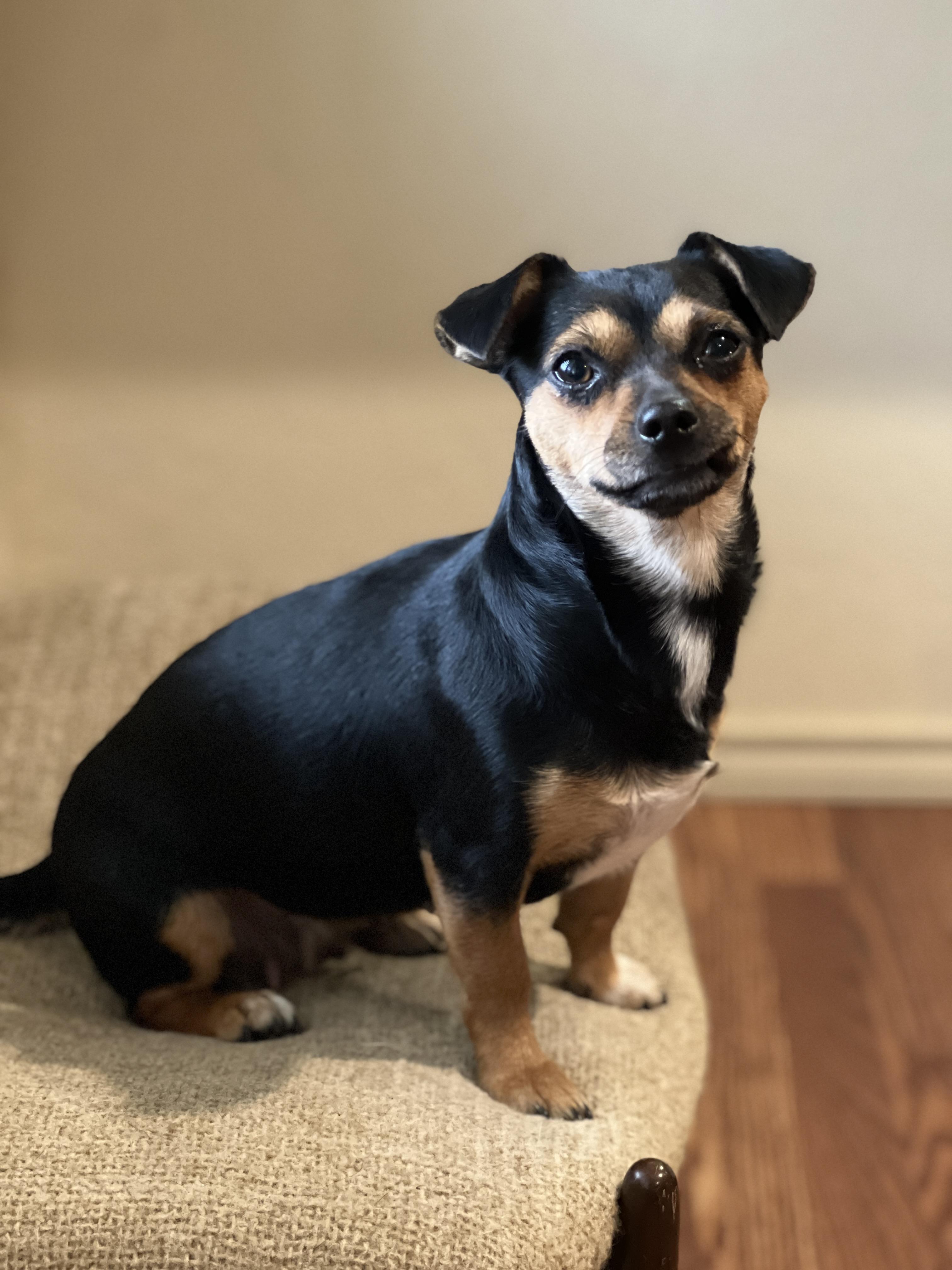 Enlarge Violet, a Adopted mixed breed in Granbury, TX image 1/6