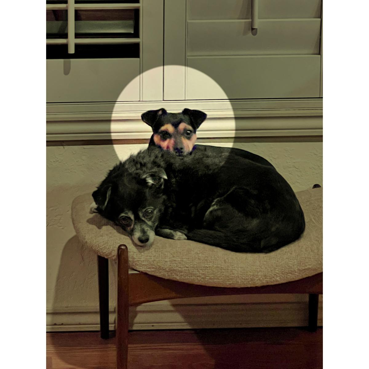 Enlarge Violet, a Adopted mixed breed in Granbury, TX image 3/6