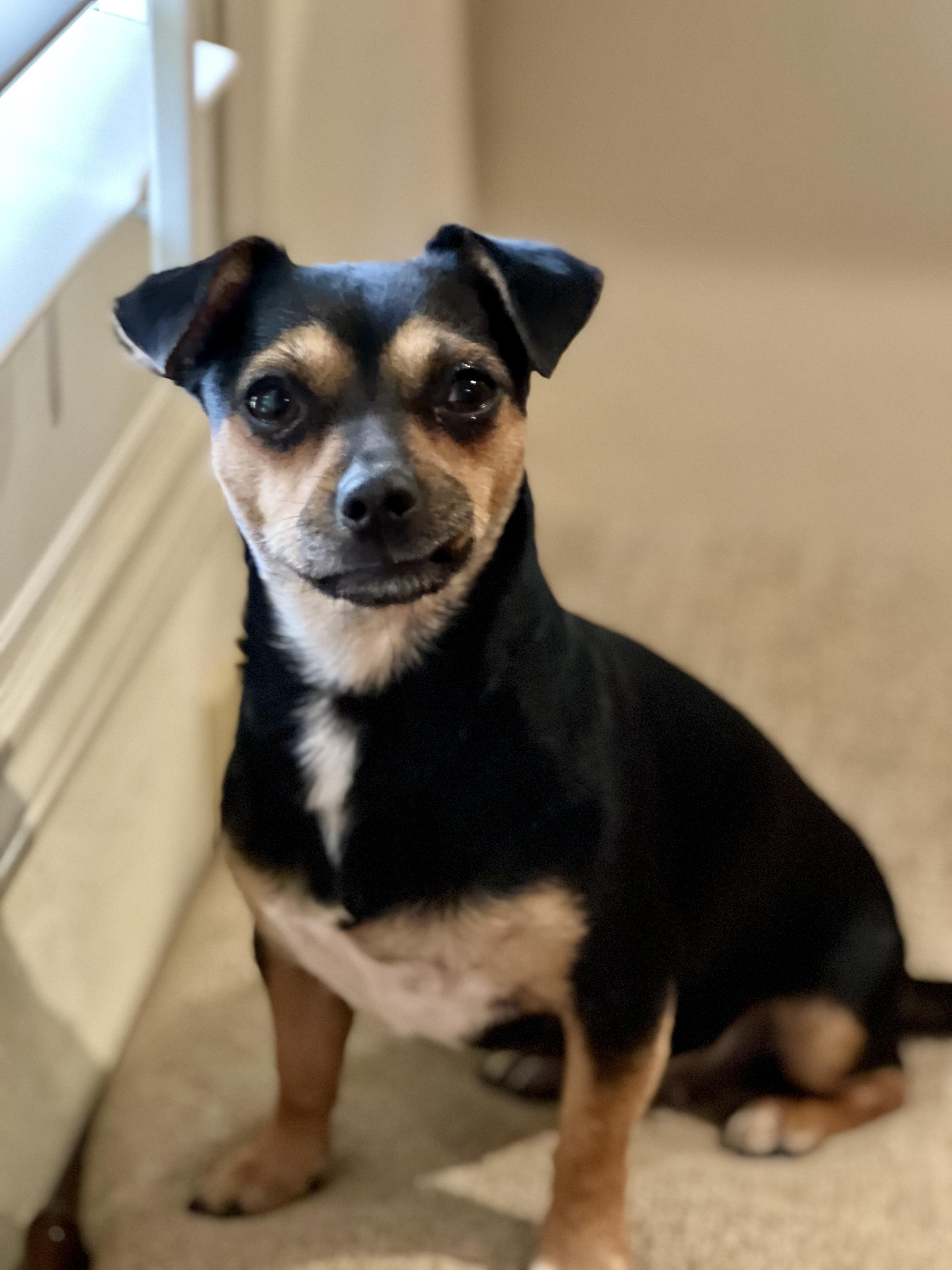 Enlarge Violet, a Adopted mixed breed in Granbury, TX image 4/6