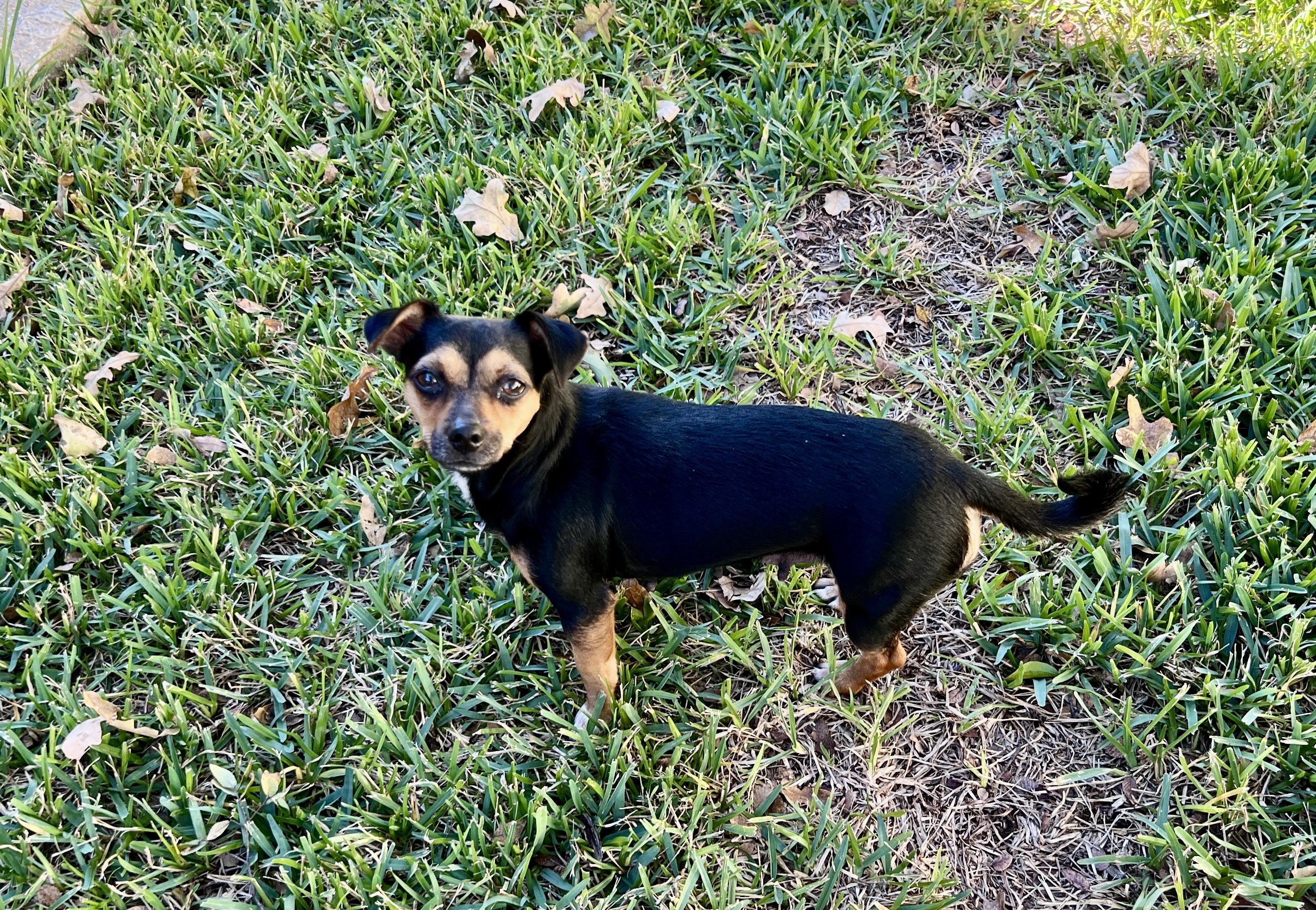 Enlarge Violet, a Adopted mixed breed in Granbury, TX image 5/6