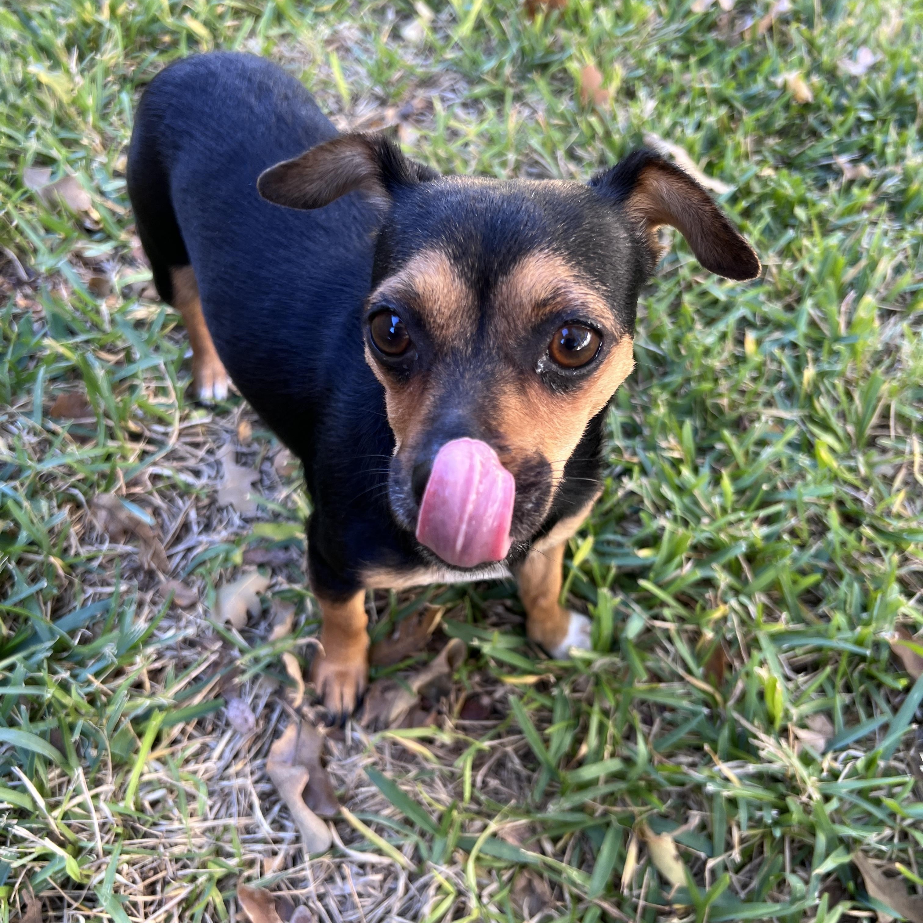 Enlarge Violet, a Adopted mixed breed in Granbury, TX image 6/6