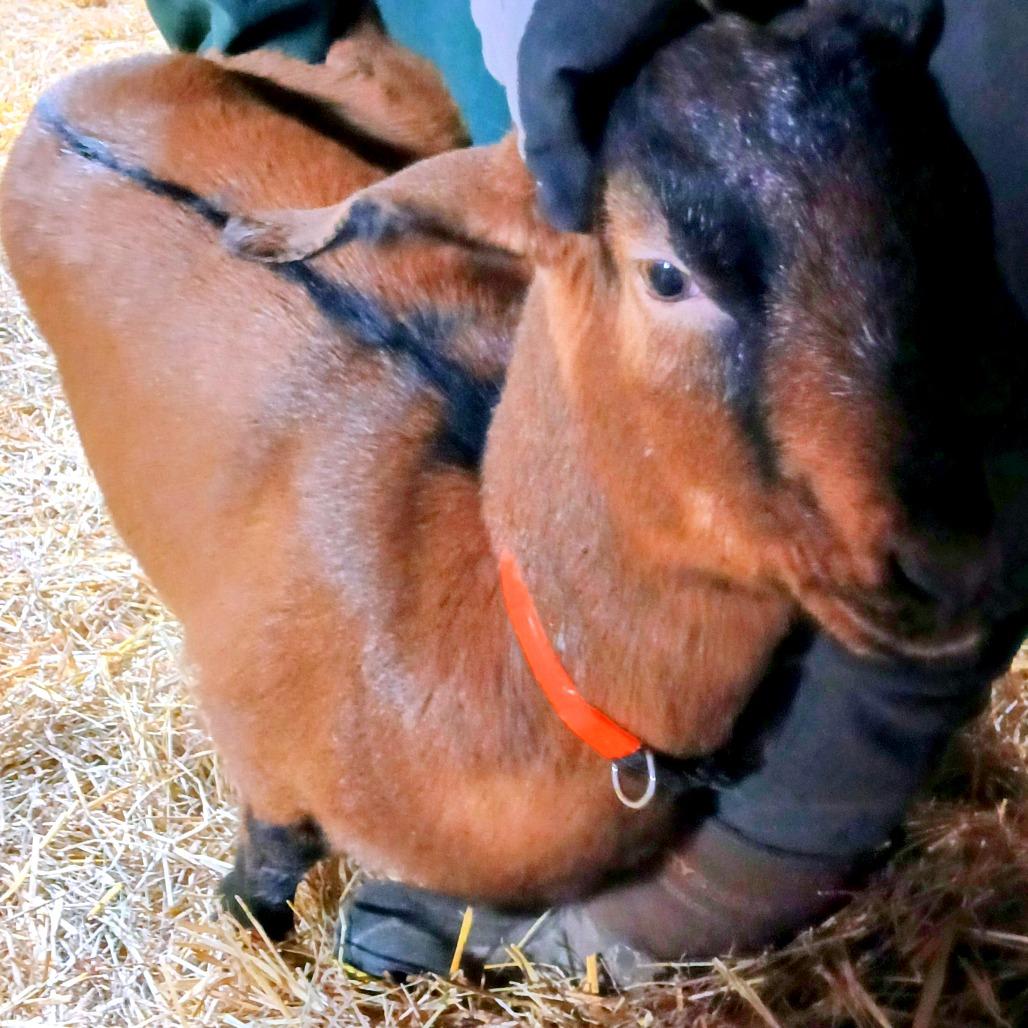 Vera, Adoptable, Adult Female Goat & Goat.