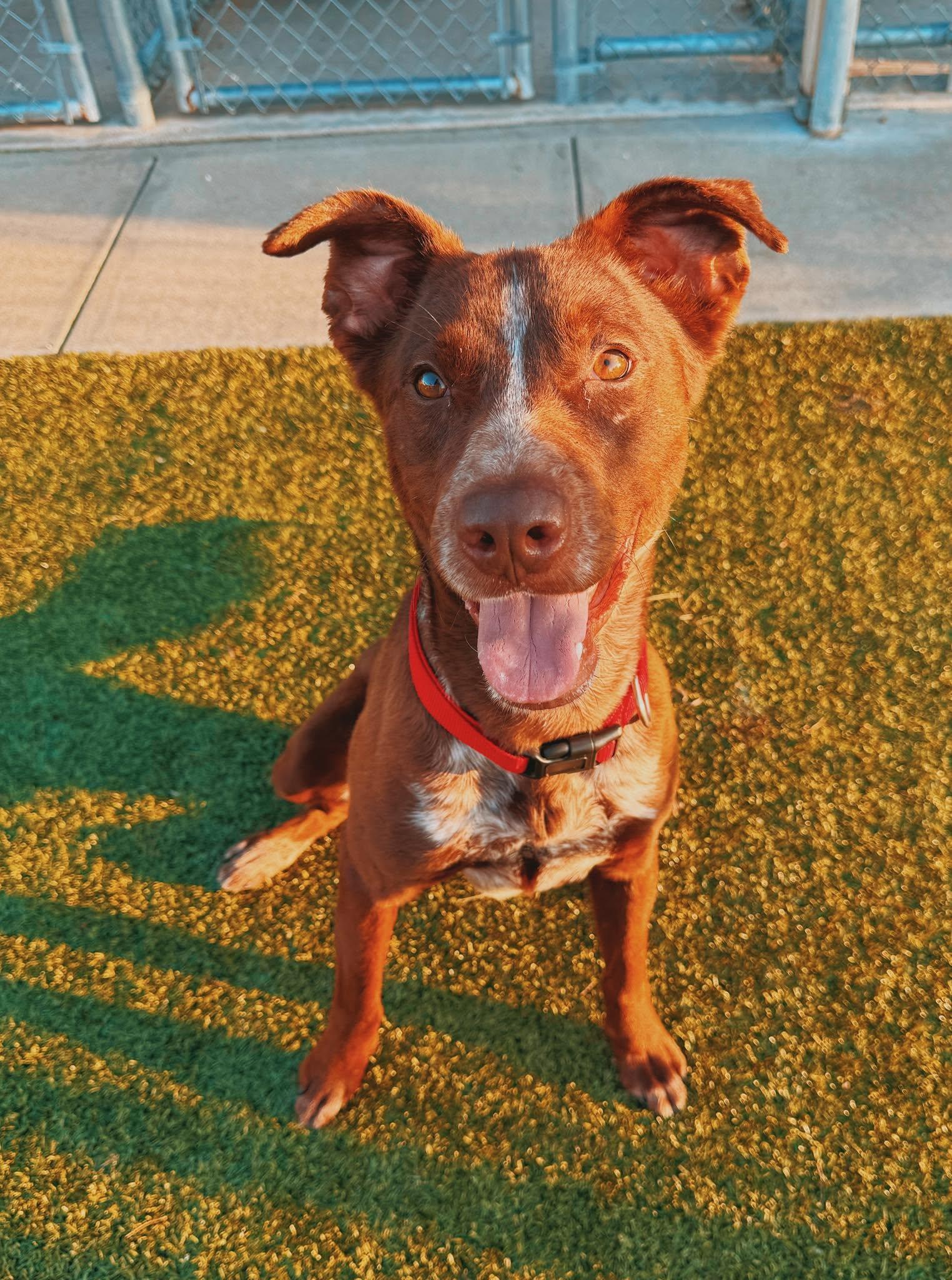 Charlie, ADOPTABLE, Young Male Border Collie & Australian Kelpie.
