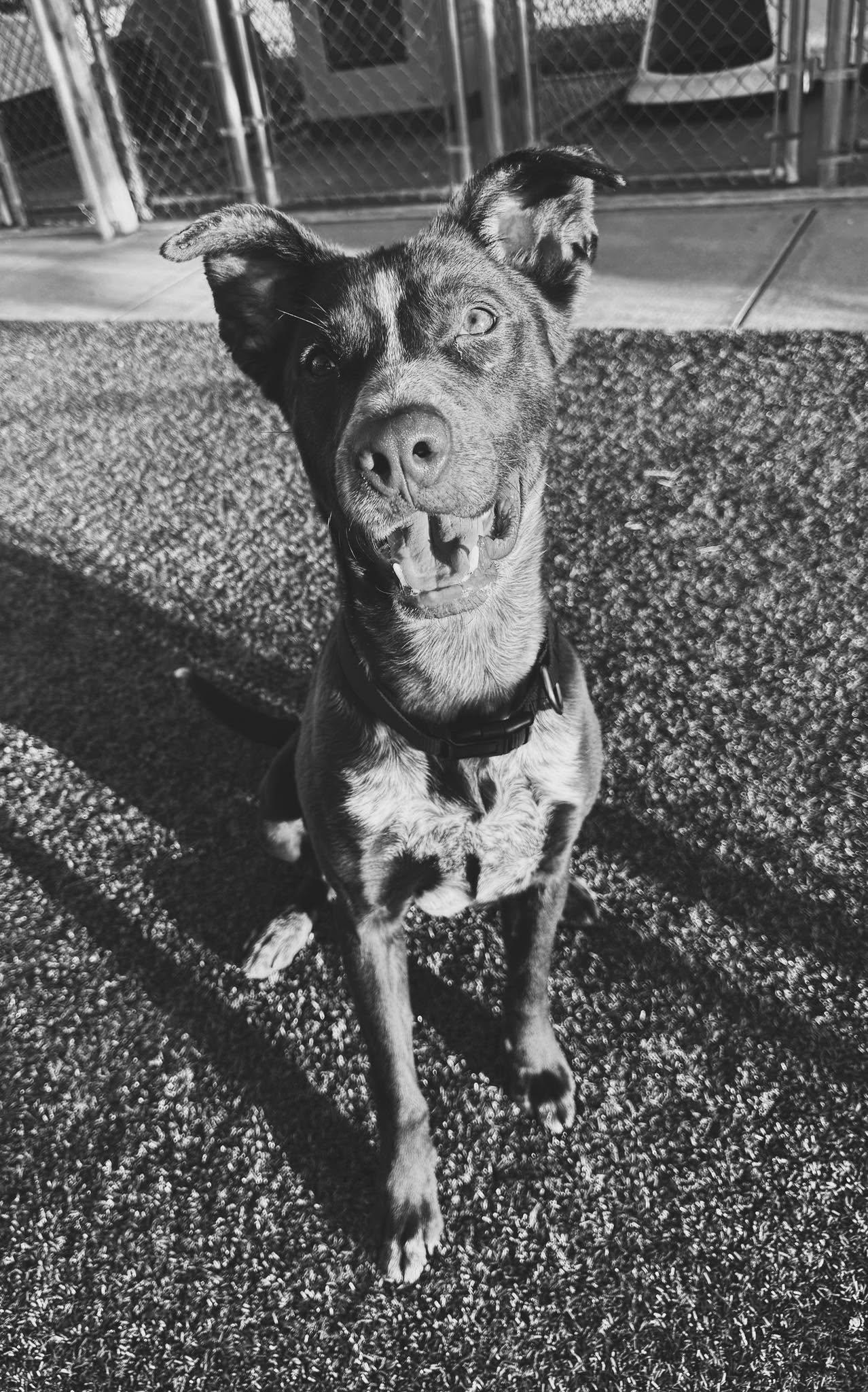 Charlie, a ADOPTABLE mixed breed in Hays, KS image 3/4