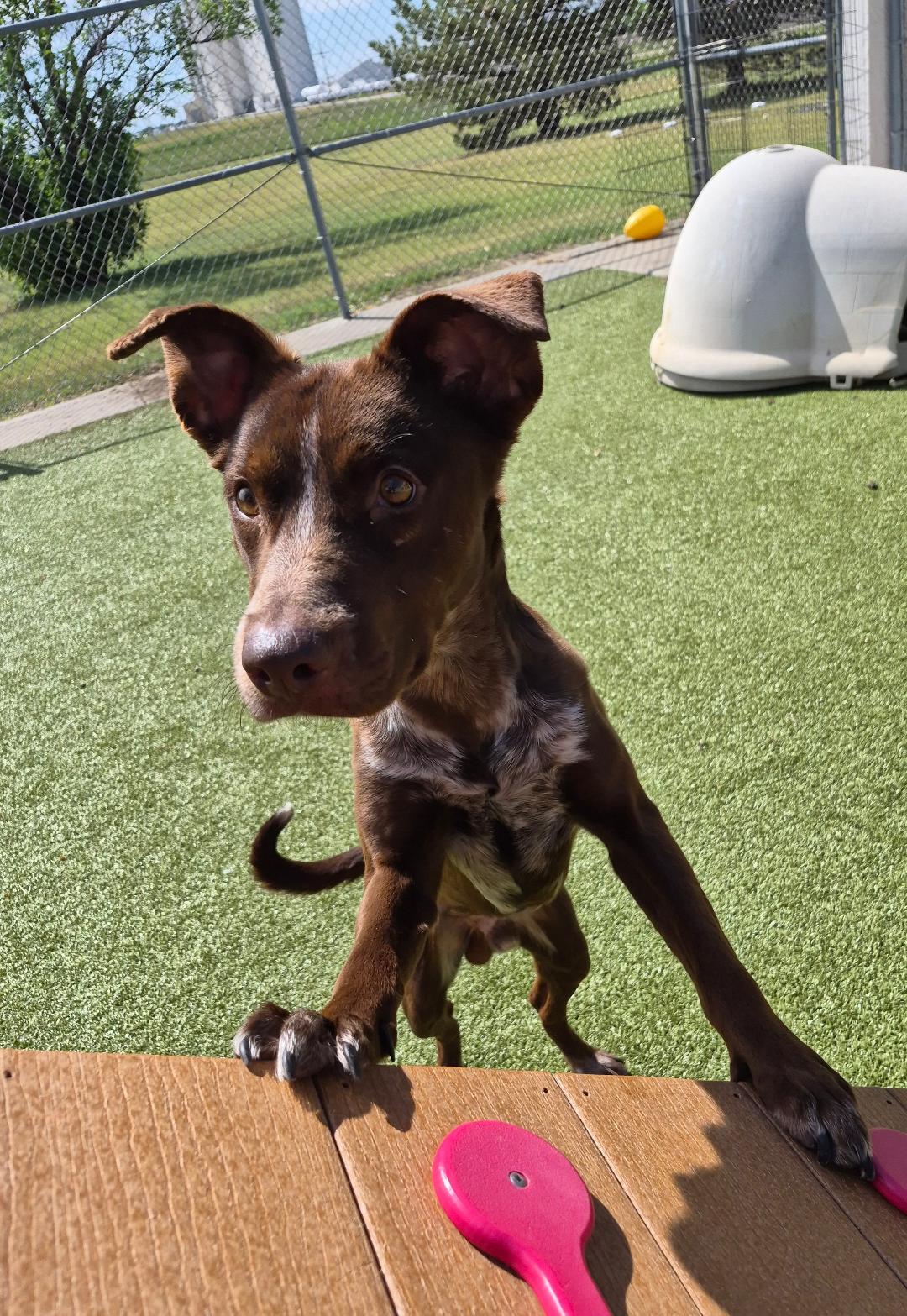Charlie, a ADOPTABLE mixed breed in Hays, KS image 3/6