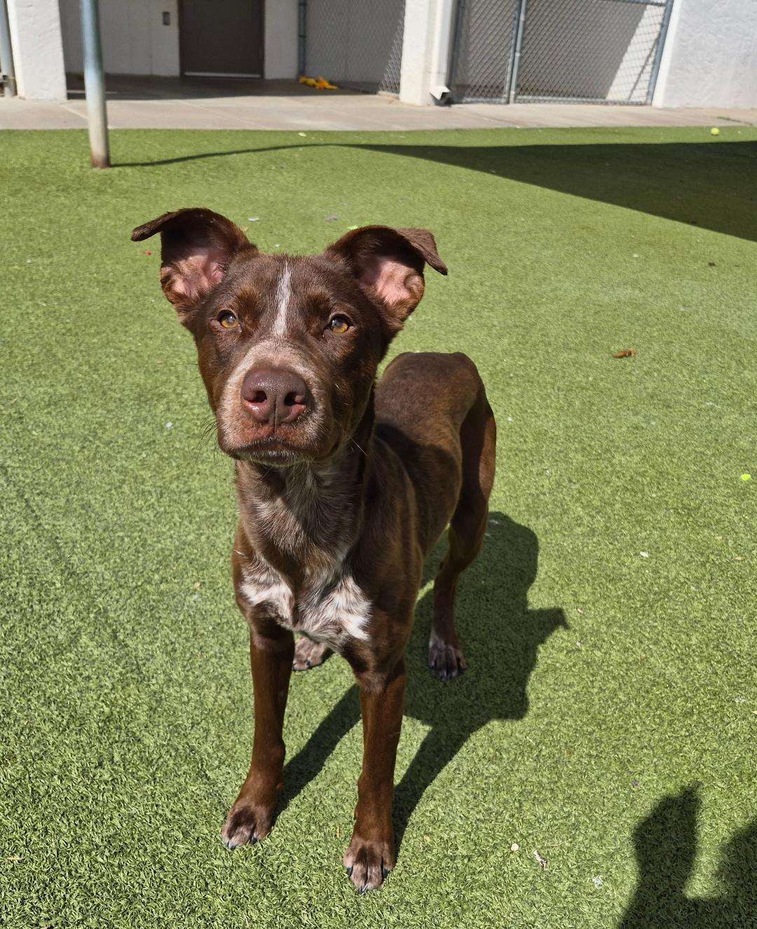 Charlie, a ADOPTABLE mixed breed in Hays, KS image 6/6