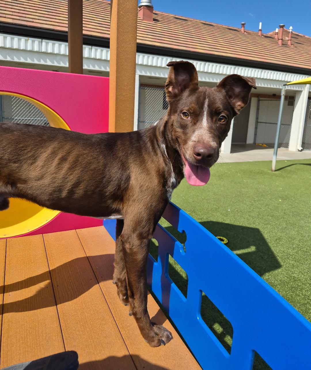 Charlie, a ADOPTABLE mixed breed in Hays, KS image 5/6